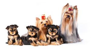 cachorros yorkshire terrier con registros