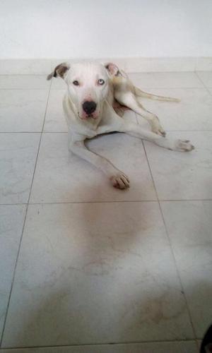 en Adopcion