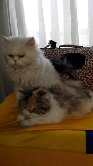 gatos persa clasico