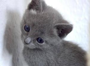 ofrezco lindo gatos ruso azul