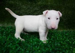 BULL TERRIER CACHORRO