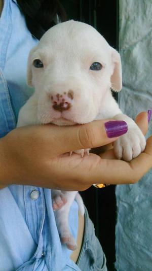 Bella pit bull hembra