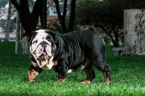 Bulldog Black Tri Apara Monta