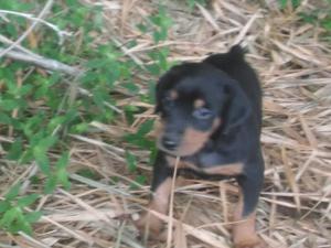 Cachorra Doberman