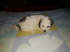 Cachorra French Poodel 1 Mes Y Medio