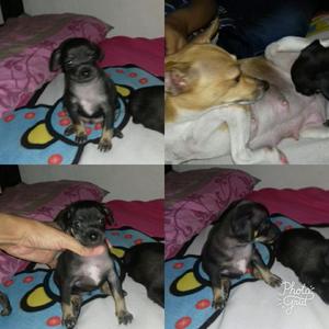 Cachorritos Pincher Chihuahueños