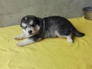 Cachorro Alaskan Malamute