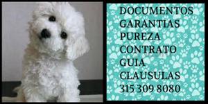 Caniche French poodle