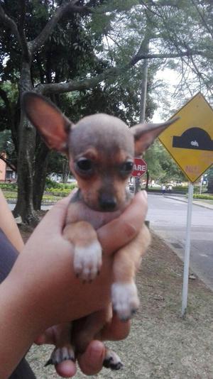 Chihuahua con Pincher Mini Vacunado