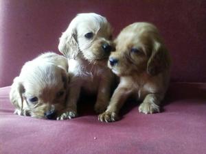 Cocker Spaniel Cachorritos