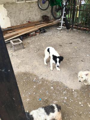 DOY EN ADOPCION macho borden colli