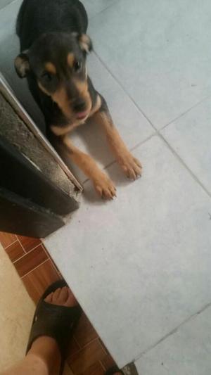 Doy en Adopcion Lindo Cachorro Criollo