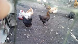 Gallinas