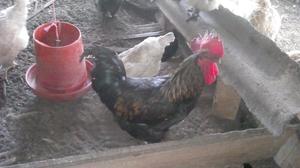 Gallo Y Gallina