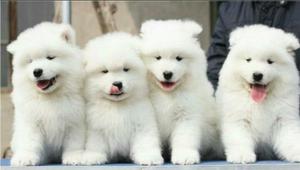 Hermosos Samoyedo