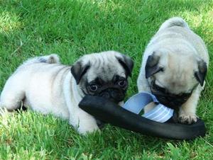 INCOMPARABLES CACHORROS PUG ORIGINALES