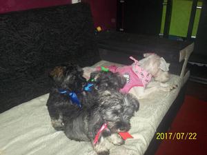 LINDOS SCHNAUZER 