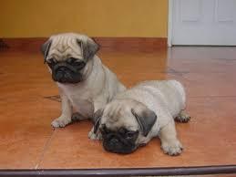 MARAVILLOSOS CACHORROS PUG ORIGINALES