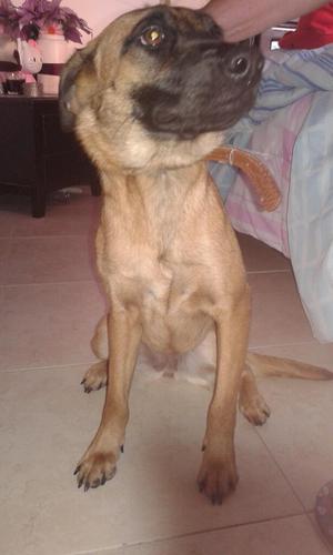 Perrita en Adopcion