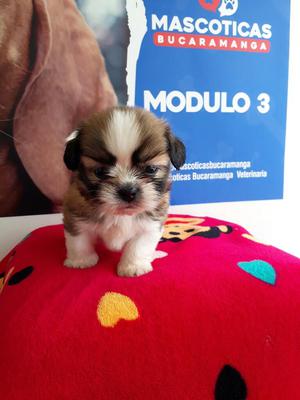 Precioso Shihtzu Mini