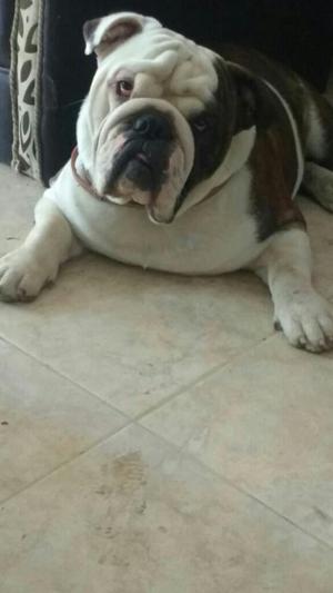 Se Busca Novia Bulldog Ingles