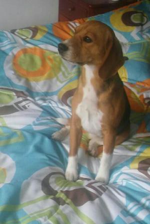 Se Da en Adopción Beagle Tricolor