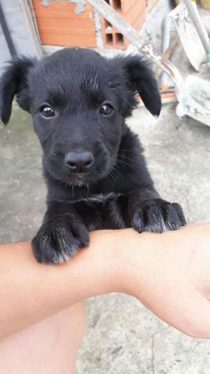 Se Da en Adopción Linda Perrita