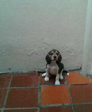 Se Venden Hermosas Cachorras