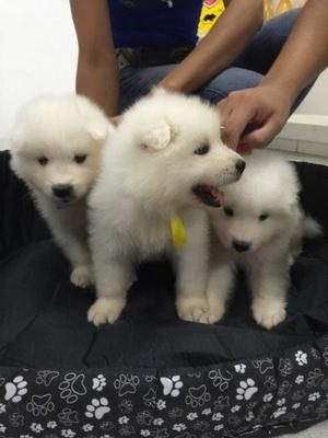 Tienda veterinaria en cali vende cachorros samoyedos
