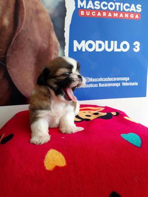 Tierno Shihtzu Mini