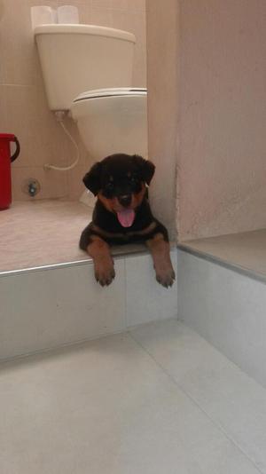 Vendo Rottweiler