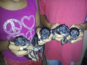 Venta de Perros Pincher con 9 Dias