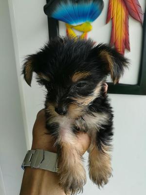 Yorkshireterrier