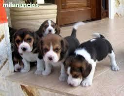 cachorros de beagle