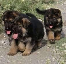 cachorros de pastor aleman