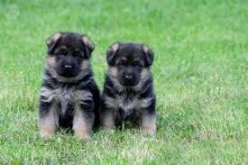 cachorros de pastor aleman