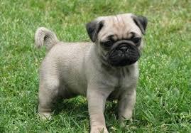 cachorros de pug