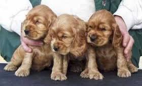 cachorros de raza cocker