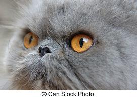 gato persa extremo gris 100 puro, reproductor.