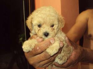 hermosos cachorros minitoy