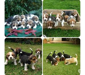 Cachorros beagle tricolor machos y hembras finos