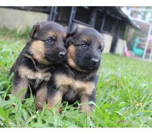 Espectaculares cachorritos de raza pastor aleman finos