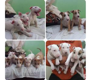 Sensacionales cachorros bullterrier en venta garantizados