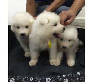 Tienda veterinaria en cali vende cachorros samoyedos