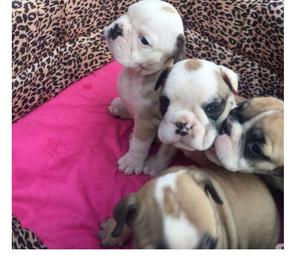 Venta de lindos cachorros bulldog ingles finos