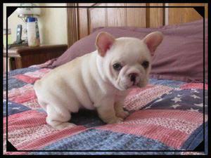 BULLDOG FRANCES EN VENTA