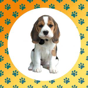 Beagle TRICOLOR PUREZA CERTIFICADA