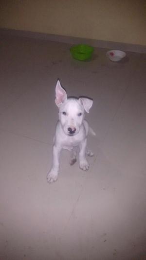 Bull Terrier