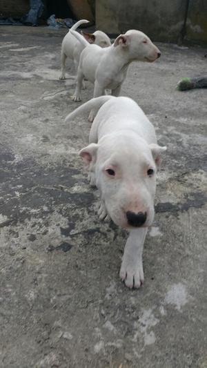 Cachorro Bull Terrier Pura Raza Estandar