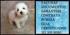 Caniche o French toy